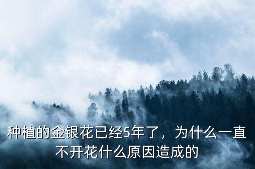 種植的金銀花已經5年了，為什么一直不開花什么原因造成的