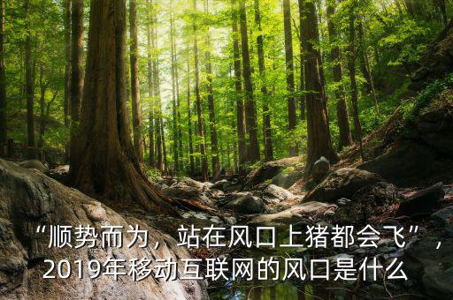 風口上的豬是什么意思,下一個風口是什么呢