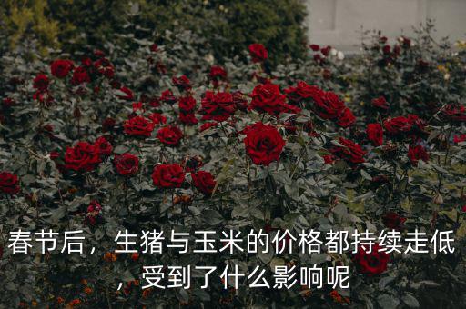 春節(jié)后，生豬與玉米的價(jià)格都持續(xù)走低，受到了什么影響呢