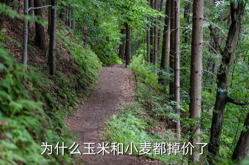 玉米掉價意味著什么,玉米現(xiàn)在什么價格