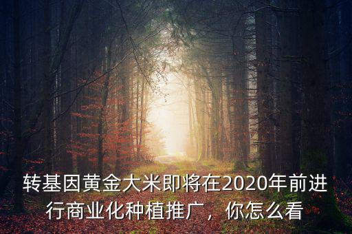 轉基因黃金大米即將在2020年前進行商業(yè)化種植推廣，你怎么看