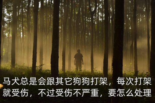 馬犬總是會(huì)跟其它狗狗打架，每次打架就受傷，不過(guò)受傷不嚴(yán)重，要怎么處理