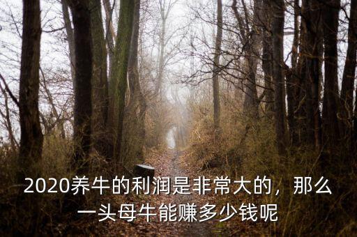6個(gè)月的牛能賣(mài)多少錢(qián),那么一頭母牛能賺多少錢(qián)呢