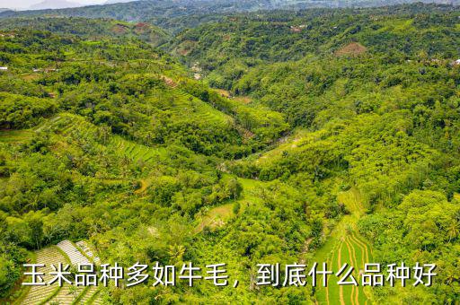 玉米品種多如牛毛，到底什么品種好