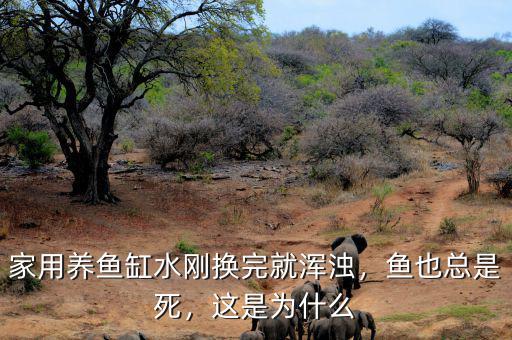 黑馬換完水就死了是什么愿因,家用養(yǎng)魚(yú)缸水剛換完就渾濁