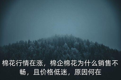 棉花行情在漲，棉企棉花為什么銷售不暢，且價格低迷，原因何在