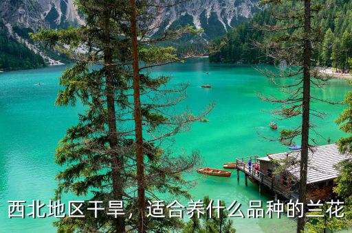 西北地區(qū)干旱，適合養(yǎng)什么品種的蘭花