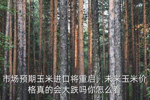 市場預(yù)期玉米進口將重啟，未來玉米價格真的會大跌嗎你怎么看