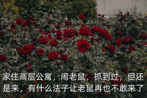 家住高層公寓，鬧老鼠，抓到過，但還是來，有什么法子讓老鼠再也不敢來了