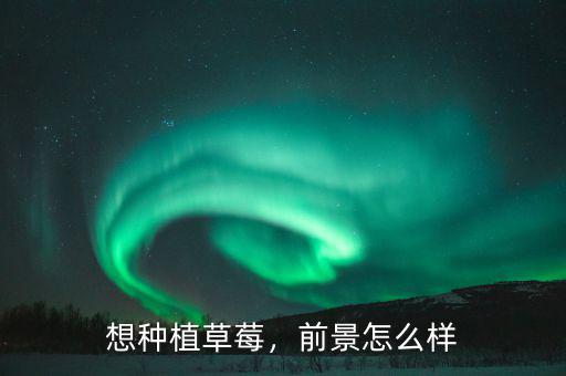想種植草莓，前景怎么樣