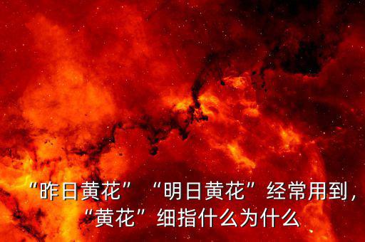 “昨日黃花”“明日黃花”經(jīng)常用到，“黃花”細(xì)指什么為什么