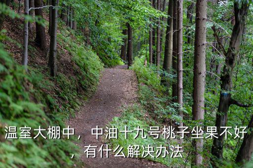 溫室大棚中，中油十九號桃子坐果不好，有什么解決辦法