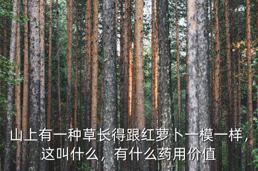 山上有一種草長(zhǎng)得跟紅蘿卜一模一樣，這叫什么，有什么藥用價(jià)值