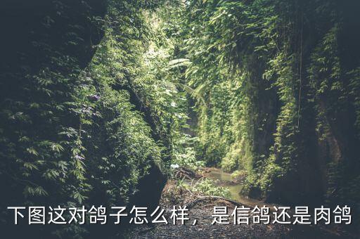下圖這對(duì)鴿子怎么樣，是信鴿還是肉鴿