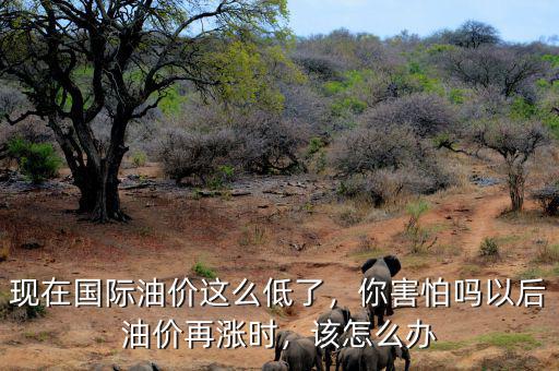 現(xiàn)在國際油價(jià)這么低了，你害怕嗎以后油價(jià)再漲時(shí)，該怎么辦