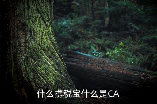 青島國稅ca證書是什么，什么攜稅寶什么是CA