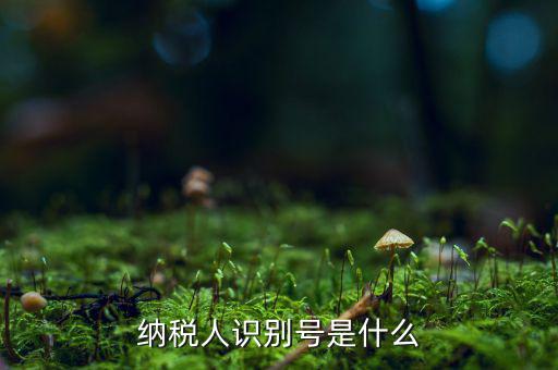 納稅人的識別號是什么，納稅人識別號是什么