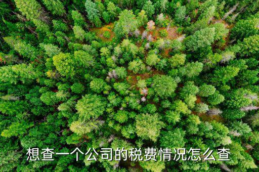 想查一個(gè)公司的稅費(fèi)情況怎么查