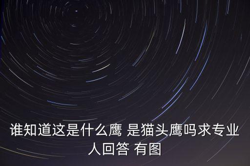 頭長的像鷹是什么鴿子，有那種飛禽類似鷹但又比鷹小專捕食鴿子