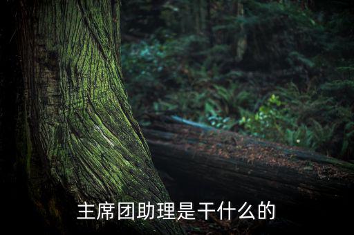 主席團助理做什么，主席團助理是干什么的