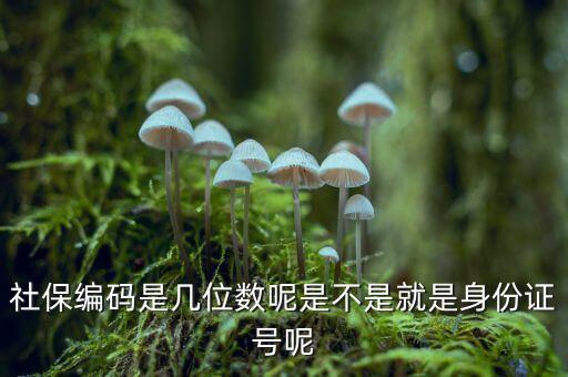 單位社保編碼14位是什么，什么是社保編號(hào)