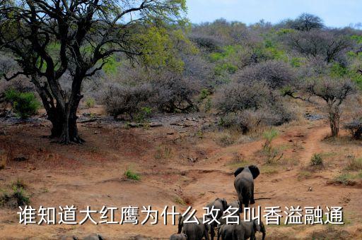 大紅鷹為什么改成香溢融通，新安江香煙 為什么要改名成大紅鷹啊