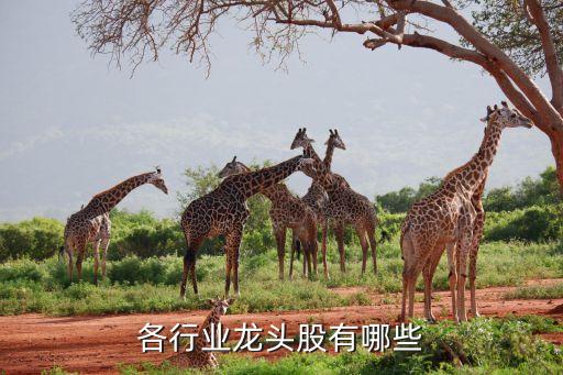 南?？萍脊善贝a,商湯科技股票代碼多少