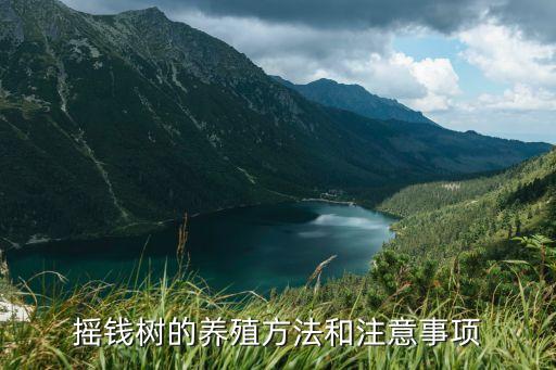 搖錢樹(shù)的養(yǎng)殖方法和注意事項(xiàng)